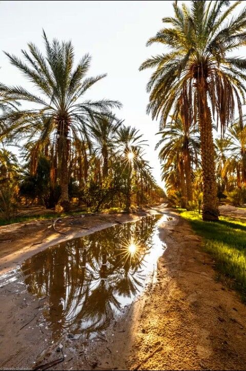 مقاول شبوك ونخيل