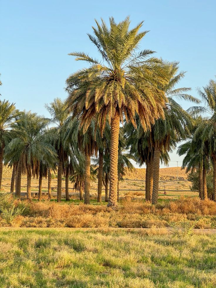 مقاول شبوك ونخيل