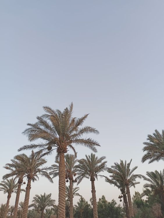 مقاول شبوك ونخيل