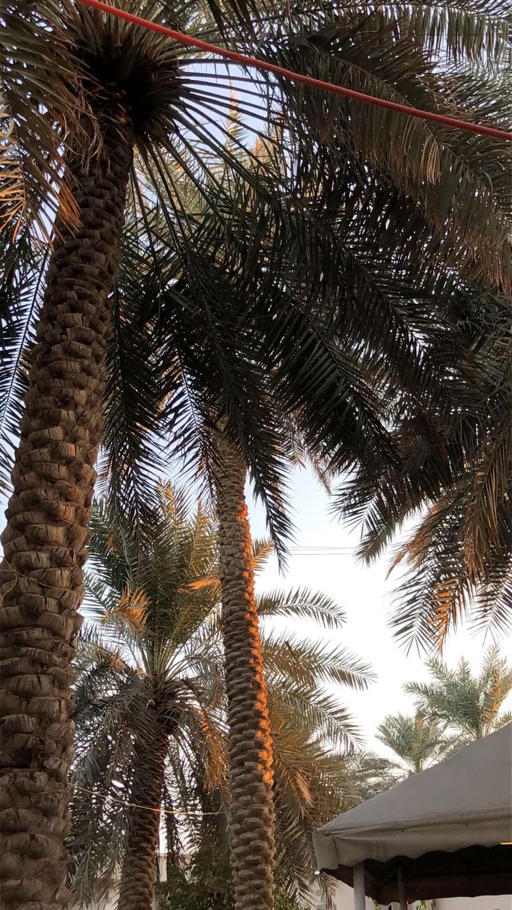 مقاول شبوك ونخيل