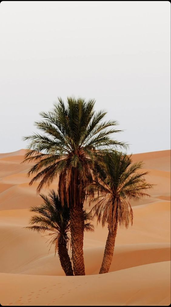 مقاول شبوك ونخيل