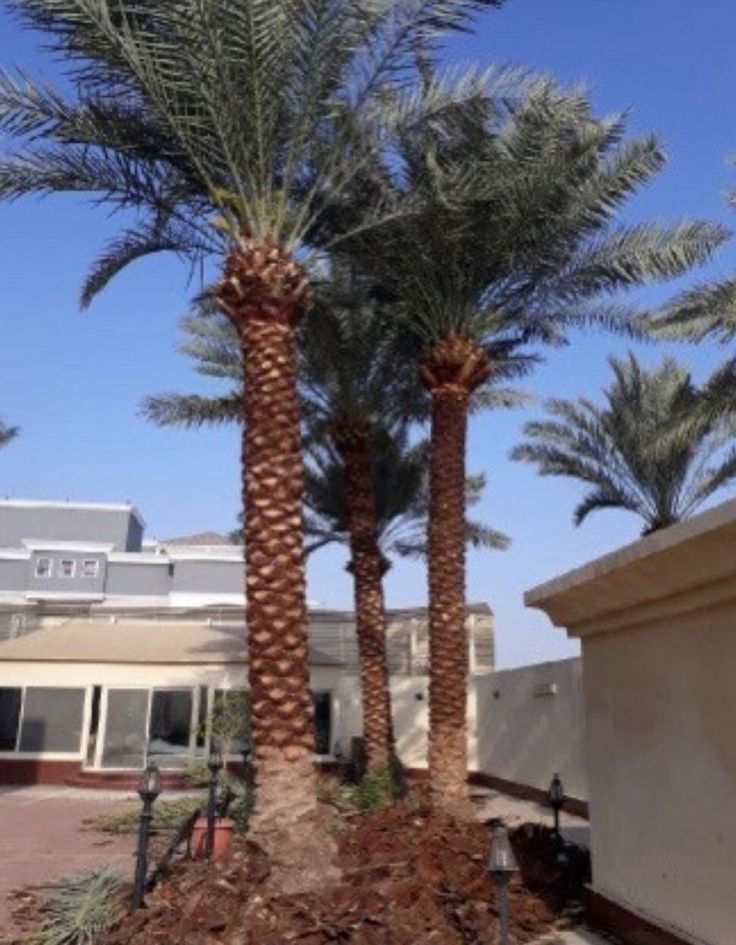 مقاول شبوك ونخيل