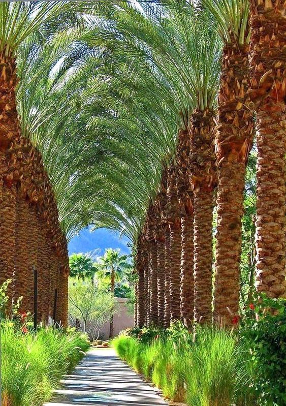 مقاول شبوك ونخيل