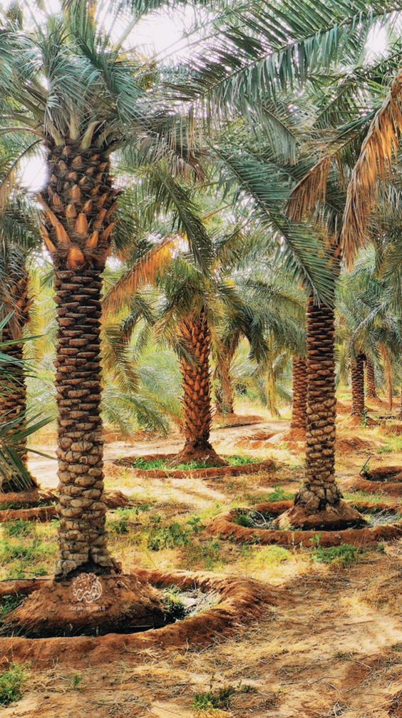 مقاول شبوك ونخيل