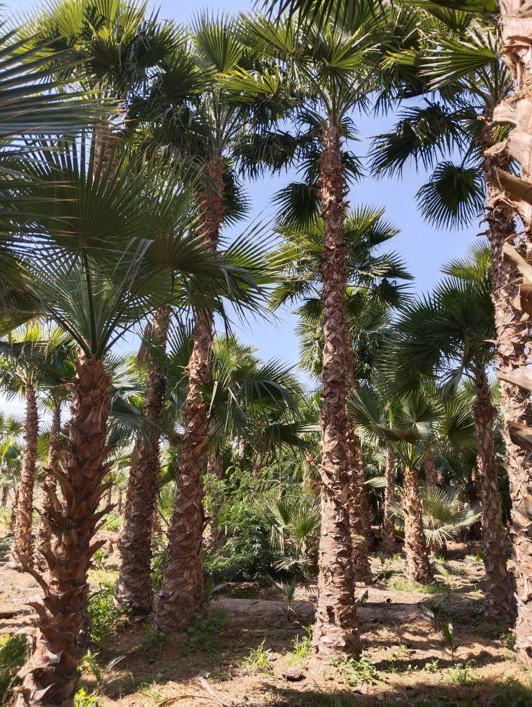 مقاول شبوك ونخيل