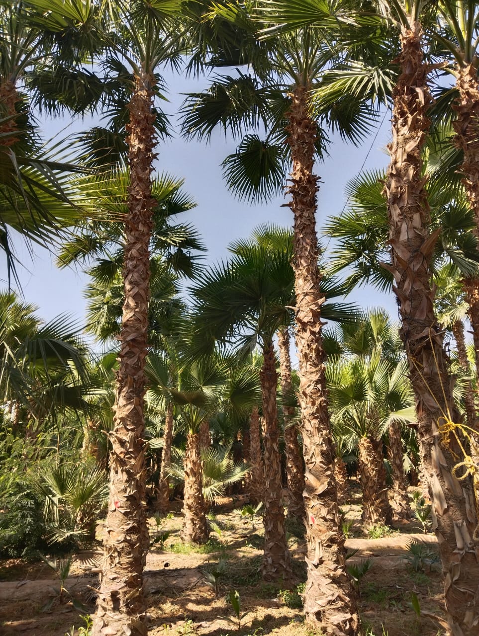مقاول شبوك ونخيل
