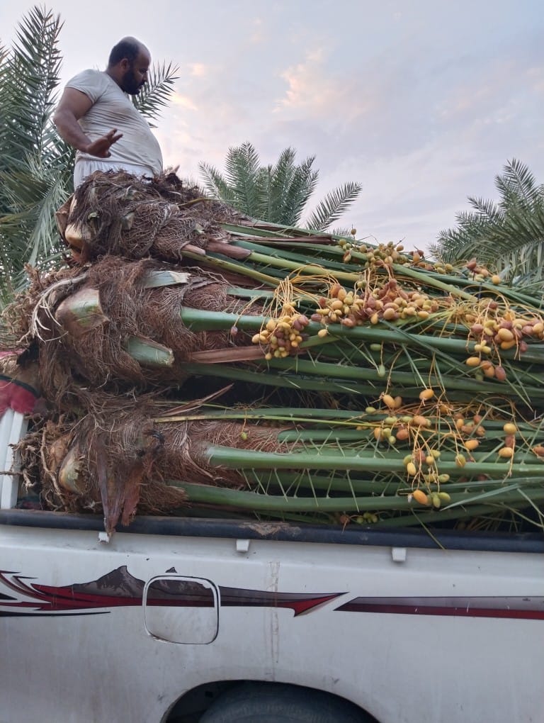 مقاول شبوك ونخيل