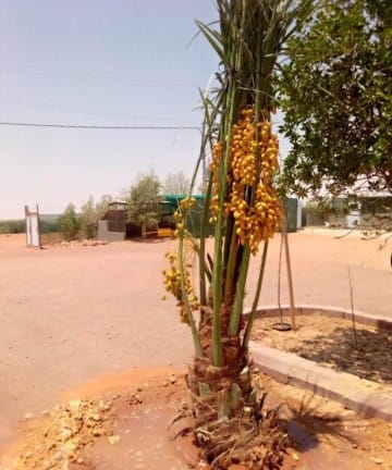 مقاول شبوك ونخيل