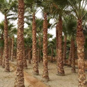مقاول شبوك ونخيل
