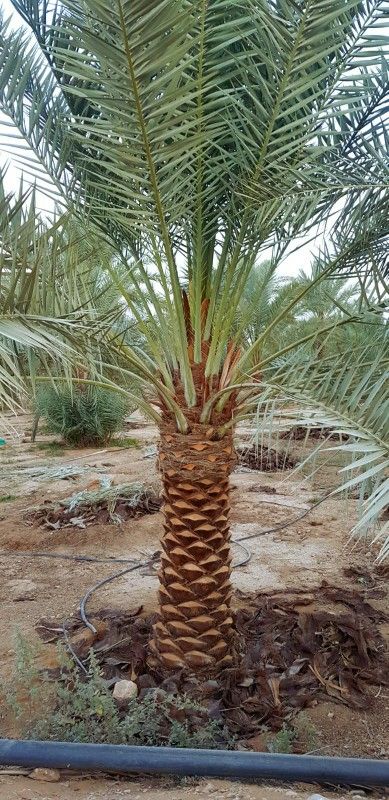 مقاول شبوك ونخيل