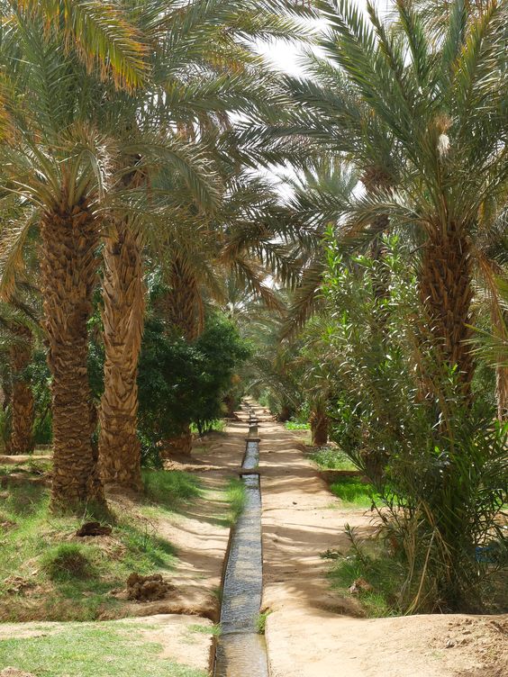 مقاول شبوك ونخيل