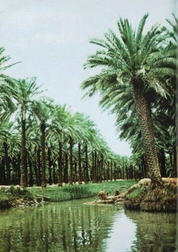 مقاول شبوك ونخيل