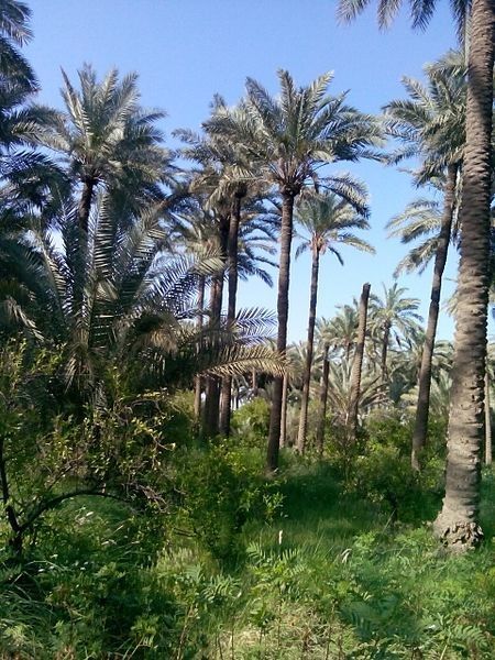 مقاول شبوك ونخيل