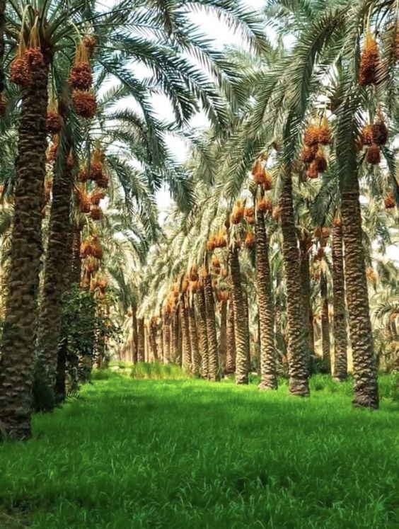 مقاول شبوك ونخيل