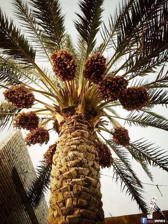 مقاول شبوك ونخيل